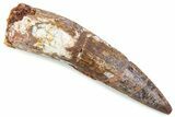 Bargain, Fossil Spinosaurus Tooth - Real Dinosaur Tooth #374029-1